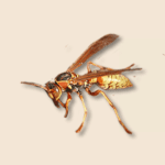 Golden Paper Wasp