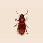 Grain Beetle