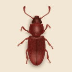 Grain Beetle