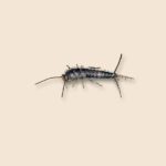 Gray Silverfish