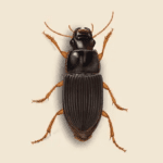 Ground Beetle