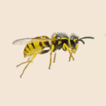 Ground Wasp