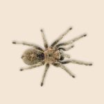 Ground Spider