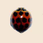 Harmonia conformis