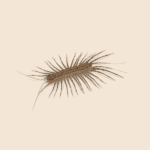 House Centipede