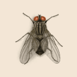 House Fly