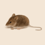 House Mouse