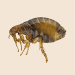 Human Fleas