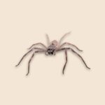 Huntsman spider