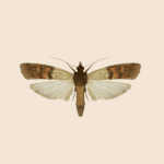 Indian-meal Moth
