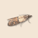 Indian-meal Moth