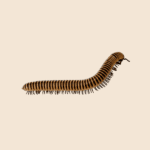 Light Brown Millipede