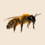 Mining Bees