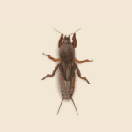 Mole Cricket