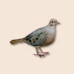 Laughing Dove