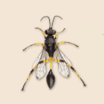 Mud Dubber Wasp