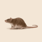 Norway Rat