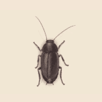 Pacific Beetle