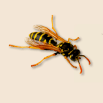 European Paper Wasp