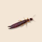 Red Legged Earwigs