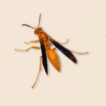 Red Wasp