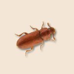 Red Flour Beetle