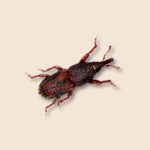 Rice Weevil