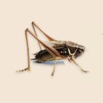 Roesel's Bush Cricket