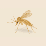 Sand Fly