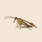 Scorpion Fly