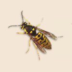 Southern Yellowjacket