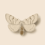 Spongy moths
