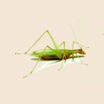 Tree Cricket