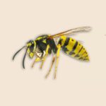 Western Yellowjacket