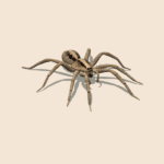 Wolf spider