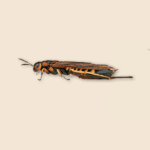 Wood Wasp