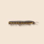 Yellow-Spotted Millipede