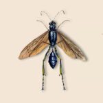 Thread-waisted Wasps