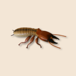 Desert Termite