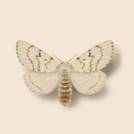 Spongy moths