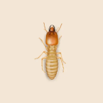 Subterranean Termite