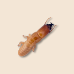 Western Drywood Termite